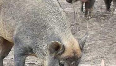 野猪养殖技术