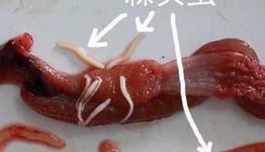 黄鳝寄生虫病的症状及防治方法 黄鳝寄生虫病的症状及防治方法图解