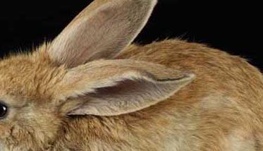 野兔的冬季防寒保暖措施（冬天户外兔子保暖）