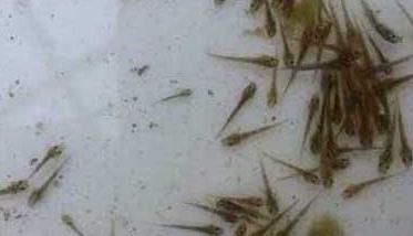 如何鉴定泥鳅苗质量的好坏 泥鳅是好的还是坏的
