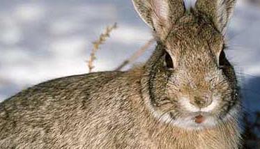 野兔养殖对兔舍建造有哪些要求 野兔养殖对兔舍建造有哪些要求呢