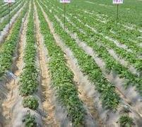 脱毒马铃薯地膜覆盖栽培技术 覆膜马铃薯种植技术
