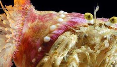 寄居蟹如何与海葵共生（海葵和寄居蟹的关系）