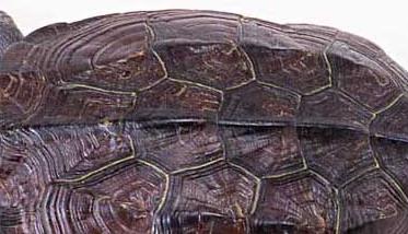 乌龟的生活习性及特点 乌龟的生活特征
