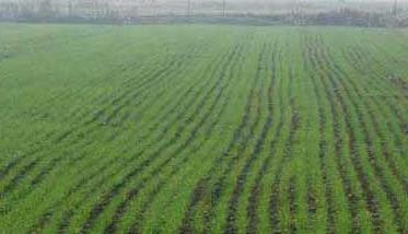 小麦田主要除草剂及使用方法（小麦田常用除草剂品种及使用方法）