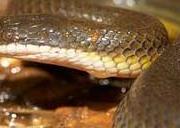 水蛇吃什么食物 水蛇吃什么食物能长大