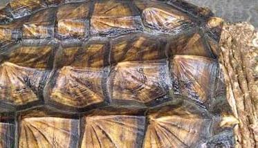 鳄鱼龟高效人工养殖技术（人工养殖的鳄龟）