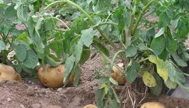 马铃薯种植施肥技术要点 马铃薯的施肥技术