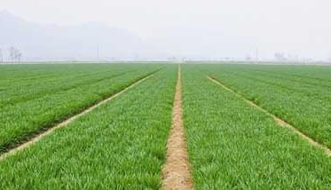 我国春小麦和冬小麦的区别 为什么中国的小麦分为冬小麦和春小麦
