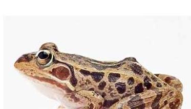 田鸡的营养价值（田鸡的营养价值高吗）