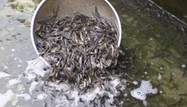 草鱼夏花与一龄大规格鱼种培育 草鱼夏花的养殖方法