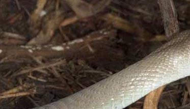 黑曼巴蛇有关知识介绍 黑曼巴蛇的特点是什么