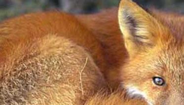 狐狸疾病防治技术 狐狸能治病吗