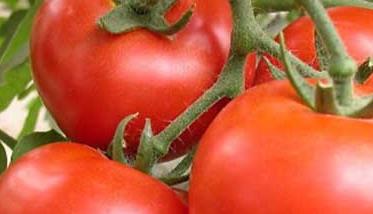 番茄种植管理方法