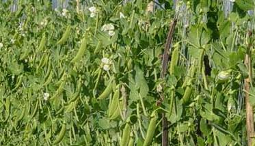 豌豆的种植技术 豌豆的种植技术和管理视频