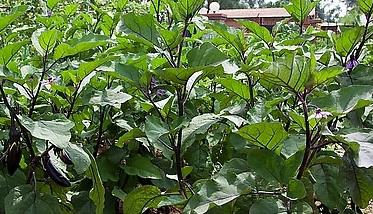 大棚茄子栽培应如何整地和施基肥（大棚茄子栽培应如何整地和施基肥呢）