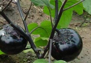 茄子可与哪些作物间作 茄子适合生长在什么土壤中