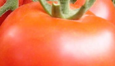 西红柿的功效与作用