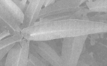 空心菜的功效与作用