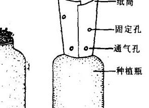 高粱种植技术