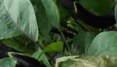 茄子黄萎病防治 茄子黄萎病防治药剂