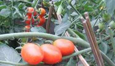 圣女果种植温度要求