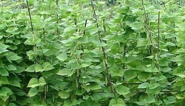 四季豆田间管理