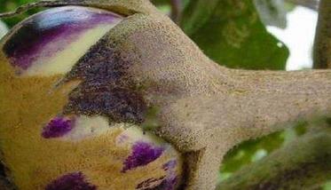 秋茄子病虫害