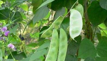 扁豆的品种类型