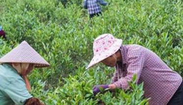 剪好枝，养好棵