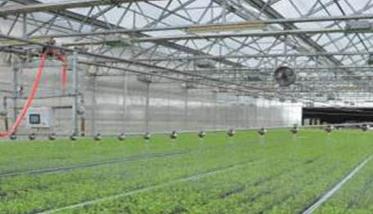 塑料大棚芹菜栽培技术与管理要点 塑料大棚芹菜栽培技术与管理要点总结