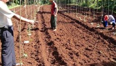 怎样种植合掌瓜
