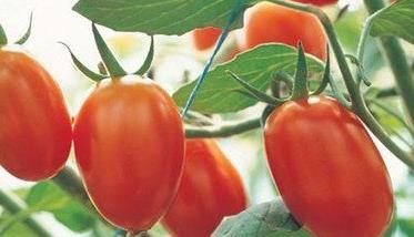 小型西红柿有什么品种 各种小西红柿品种
