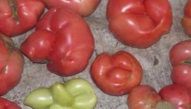 番茄畸形果的原因是什么 番茄畸形花图片