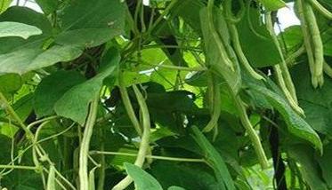 种植菜豆要选择早熟品种