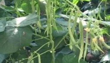 秋菜豆在栽培上应掌握哪些技术要点（秋菜豆什么时候种植）