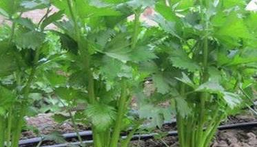 芹菜抽苔的原因与条件是什么 芹菜抽苔后还能继续生长吗