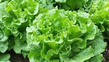 生菜种植多久可以收获