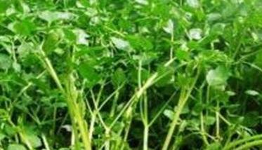 大棚芹菜怎么种植 大棚芹菜怎么种植方法