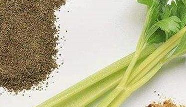 芹菜种子消毒与催芽方法