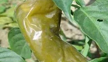 辣椒软腐病的症状有哪些（辣椒软腐病的症状有哪些呢）