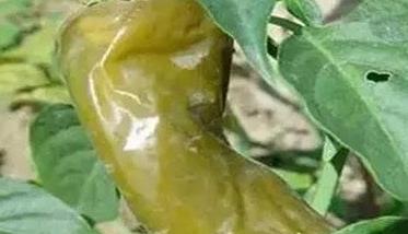 如何防治青椒软腐病（如何防治青椒软腐病的方法）