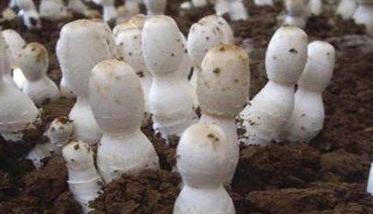 鸡腿菇种植方法 鸡腿菇种植方法和步骤