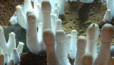 鸡腿菇种植方法