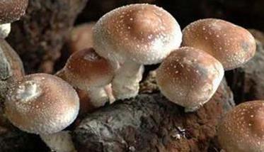 香菇栽培方式有哪些，其优缺点表现在哪些方面