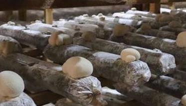 猴头菇生长环境要求 猴头菇一般生长在哪里