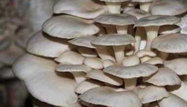 平菇生长周期是多长时间 平菇生长需要哪些条件