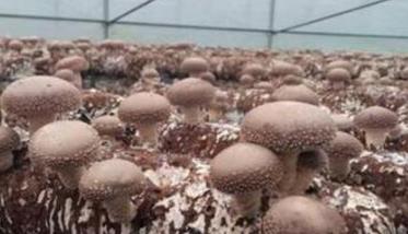 香菇栽培对湿度的要求