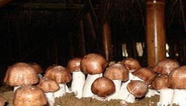蘑菇覆土栽的时间如何掌握