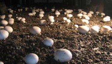 蘑菇覆土种植方法与技巧